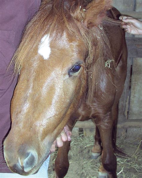 Aspects Of Equine Mineral Nutrition Vet Times