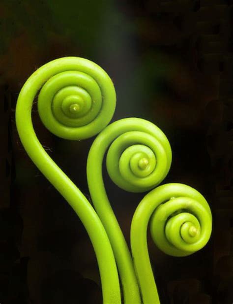 Pin By Rivera Art Glass On Bella Blossom Spirals In Nature Ferns Planting Flowers