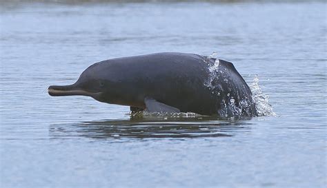 ganges river dolphin whale and dolphin conservation usa
