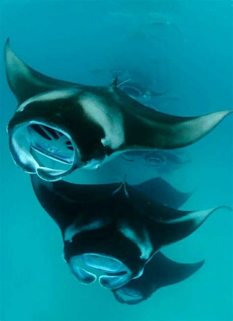 Manta Rays Deep Sea Creatures Ocean Creatures Ocean Animals
