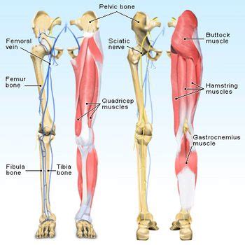 The core muscles are those in the abdomen, back, and pelvis, and they also stabilize the body and assist in tasks, such as lifting weights. Keeping Your Knees Healthy for Pain-Free Movement