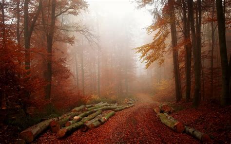 Forest Tree Landscape Nature Autumn Path Fog Road Wallpapers Hd