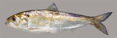 The Shad Are Running — But for How Much Longer? - Scenic Hudson