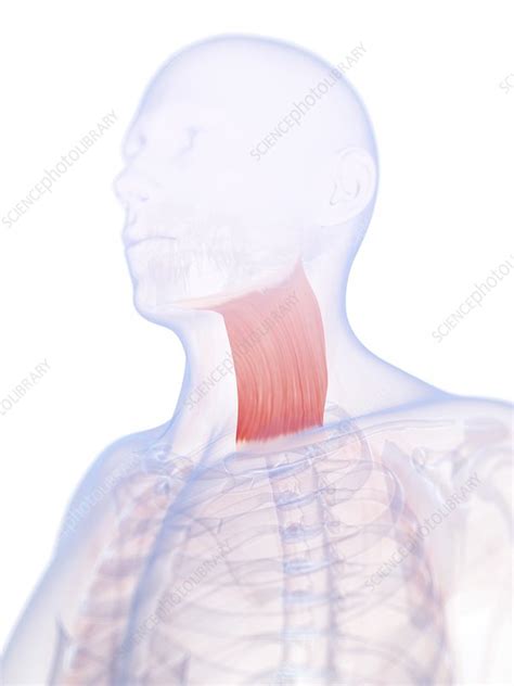 Human Neck Muscle Artwork Stock Image F0102195 Science Photo