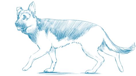 Https://techalive.net/draw/how To Draw A Realistic Dog Full Body