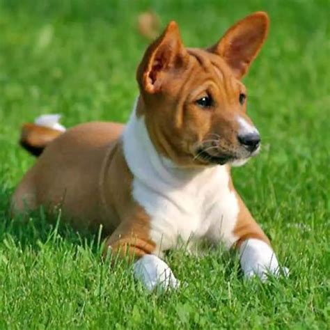13 Dog Breeds That Dont Shed Hypoallergic Dogs Thegearhunt