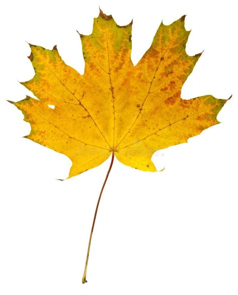 Autumn Maple Leaves Isolated On White Stock Image Image Of Leaf