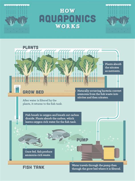 The Aquaponics Essentials List What You Need And All You Need To Know