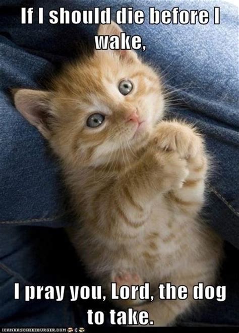 All Time Funny Cat Memes Ever On The Internet