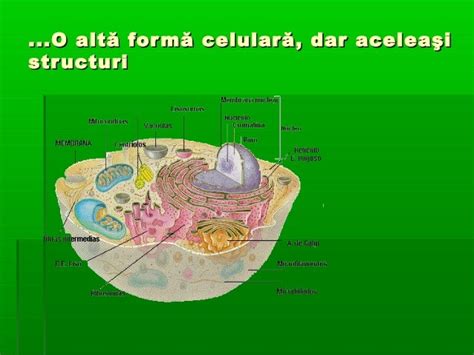 Structura Celulei