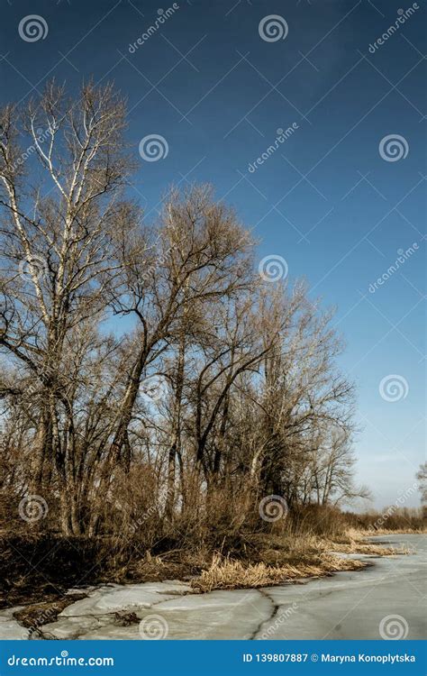 Sunny Meadow In Early Spring Frozen Lake And Poplar Trees Stock Image