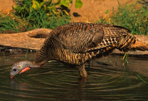 Can Wild Turkeys Swim Turkey And Turkey Huntingturkey And Turkey Hunting