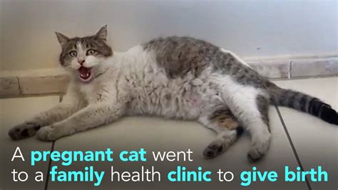 Pregnant Cat Goes To Health Clinic For Help A Pregnant Cat Went To A
