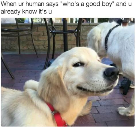 The 100 Best Dog Memes Ever Dog Memes Memes And Dog