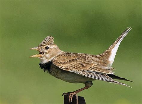 Yang ingin tau spesies burung branjangan dari seluruh penjuru dunia! Mengenal Pesaing Branjangan dari Negeri Seberang