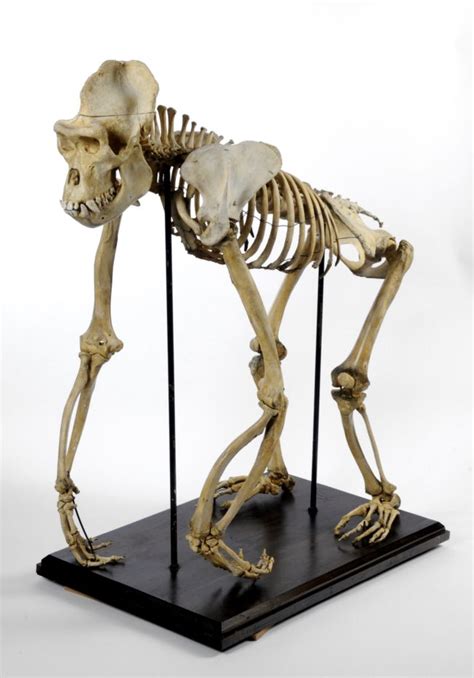 Articulated Skeleton Of Mok The Western Lowland Gorilla Mylearning