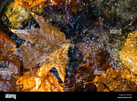 Autumn Leaves Floating Over Smooth River Rocks Stock Photo Alamy