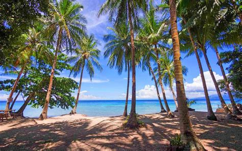 Photography Nature Landscape Palm Trees Beach Tropical Sea Sunlight Shadow Philippines