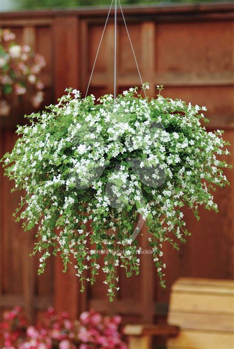 The 25 Best Plants For Hanging Baskets Ideas On Pinterest