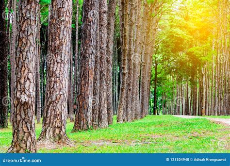 Pine Trees In Chiang Mai Conservation Forest Stock Photo Image Of