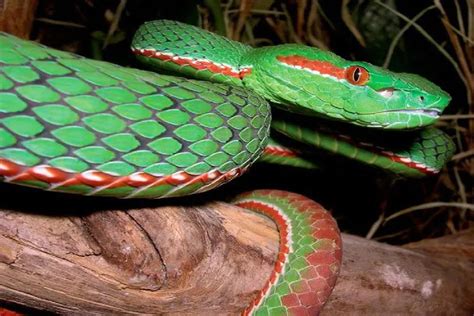 Emerald Green Pit Viper Beautiful Bright Venomous Snake In Southeast