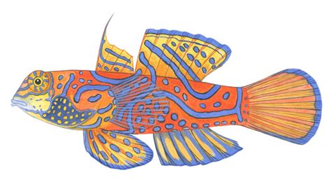 만다린피시mandarinfish Synchiropus Splendidusherre 1927