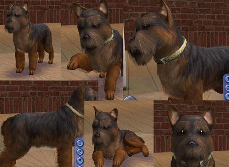 Mod The Sims Yorkshire Terrier