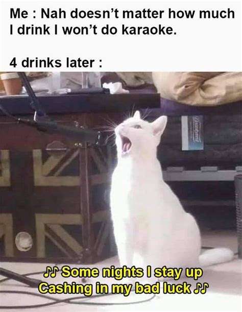 liquid courage cats know your meme