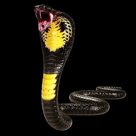 King Cobra 3d Model Rigged And Low Poly Game Ready Team 3d Yard