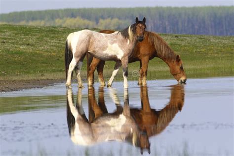 Two Wild Beautiful Horses Drinking Water Stock Photo Image Of Wild