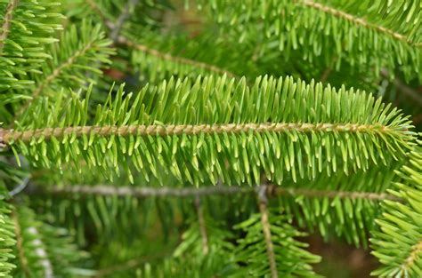 Fir Needle Wallpapers High Quality Download Free