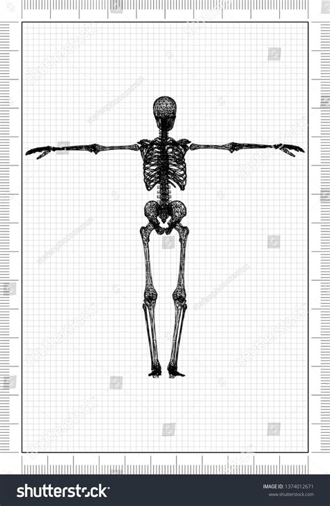 Human Skeleton Architect Blueprint 3d Rendering Stock Illustration