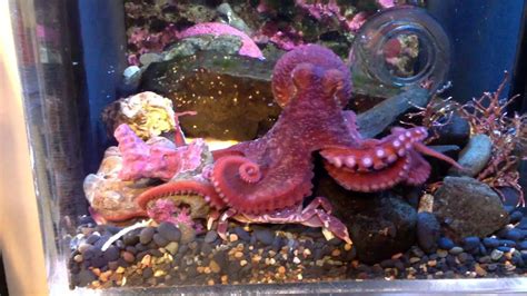 Juvenile Giant Pacific Octopus Feeding On A Purple Shore