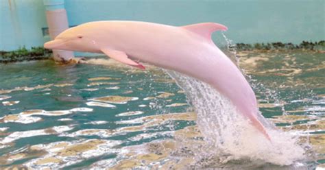 A Louisiana Boat Captain Has Captured Photos Of A Rare Pink Dolphin