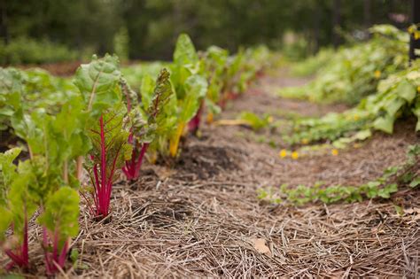 What To Plant In Your Spring Vegetable Garden