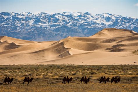 Herd Of Camels Passing In Front Of Khongorin Sand Dunes Gobi Desert