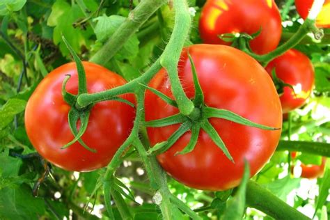 موسم زراعة الطماطم