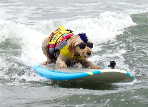 Surfing Dog Photos World Dog Surfing Championships 2018