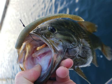 The Top 5 Smallmouth Bass Lures Monsterbass