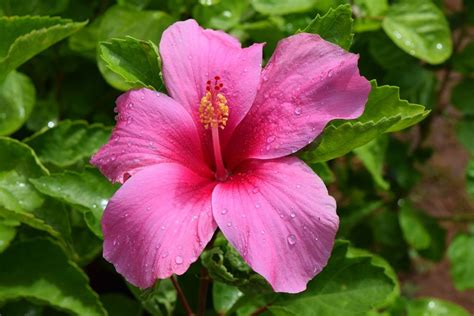 Tropical Hibiscus Rose Of China Or Hawaiian Hibiscus Hibiscus Rosa