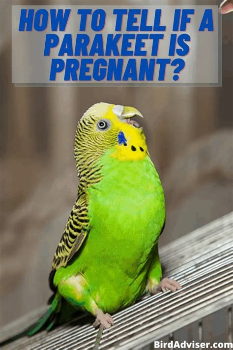 How To Tell If A Parakeet Is Pregnant Signs Of Pregnancy