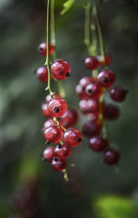 Free Images Nature Branch Blur Fruit Berry Leaf Round Flower