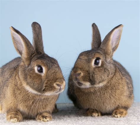 Bonding Long Island Rabbit Rescue Group