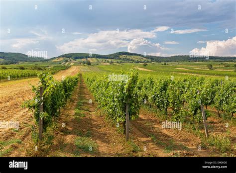 Austria Burgenland Purbach Am Neusiedler See Vineyard Stock Photo