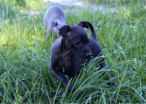 Get a boxer, husky, german shepherd, pug, and more on kijiji, canada's #1 local classifieds. Available italian greyhounds puppies - see more ...