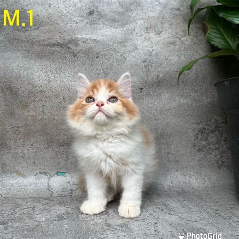 Jual Kitten Kucing Persia Flatnose Pesek Peaknose Himalaya Longhair Shopee Indonesia