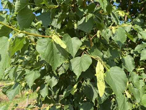 Tilia Cordata Greenspire Spring Grove Nursery