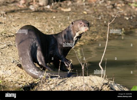Giant River Otter Pteronura Brasiliensis Brazil Stock Photo Alamy