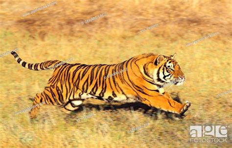 Bengal Tiger Panthera Tigris Tigris Adult Running On Dry Grass Stock
