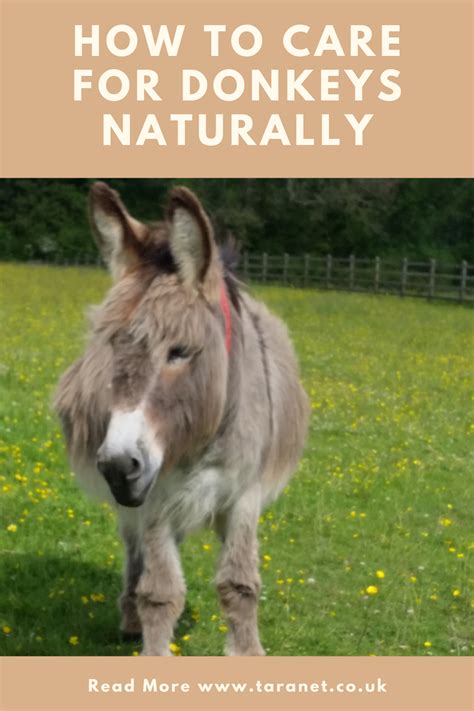 Natural Donkey Care Tips How Complementary Therapies Can Help Pet